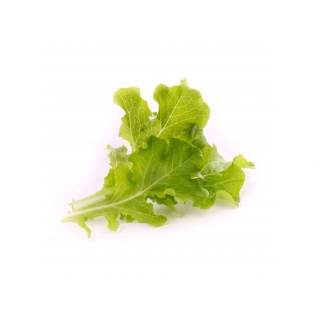 BIO Listový salát pro chytré květináče VÉRITABLE® - LINGOT®